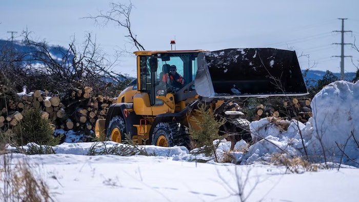 Une machine enlève des débris d'arbres.