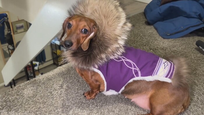 Un chien-saucisse habillé d'une parka.