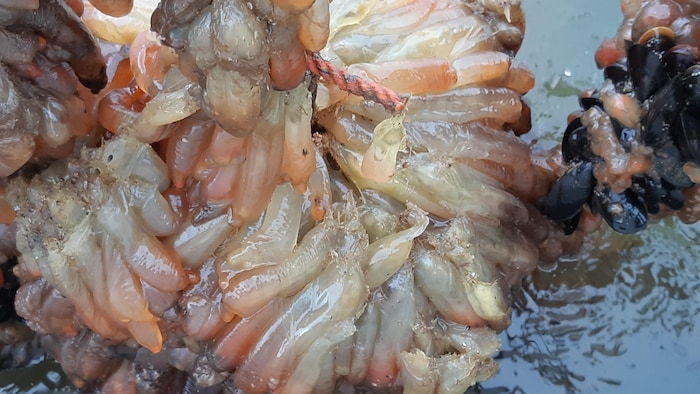 De l'ascidie fixée sur des structures d'élevage de moules. 
