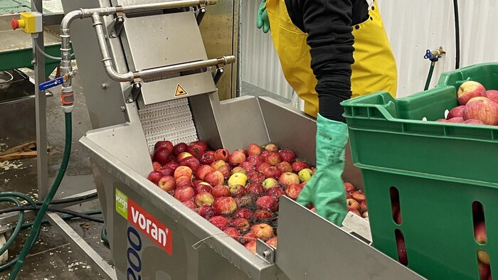 Des pommes dans l'eau en processus de transformation dans une usine.
