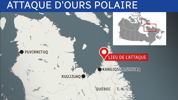Trois personnes survivent à une attaque d'ours polaire au Nunavik