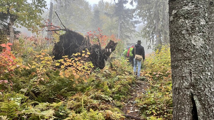 Des gens dans un sentier forestier à l'automne.