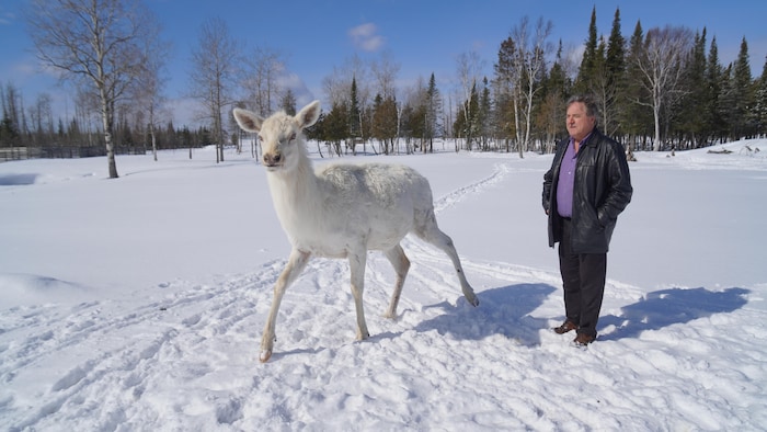 Un élan blanc