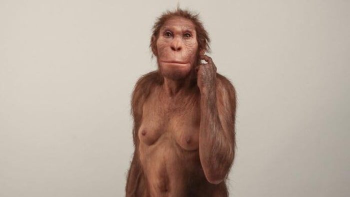 Reconstruction de l'apparence d'un Australopithecus sediba.