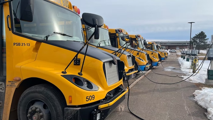 Des autobus scolaires branchés à des bornes de recharge.