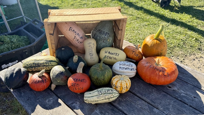 Des courges et des citrouilles identifiées sur une galerie en bois.