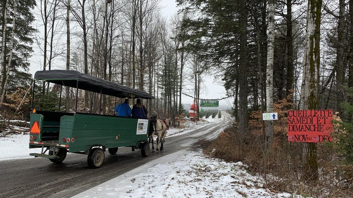 Une charrette tirée par des chevaux transporte des clients dans une sapinière.