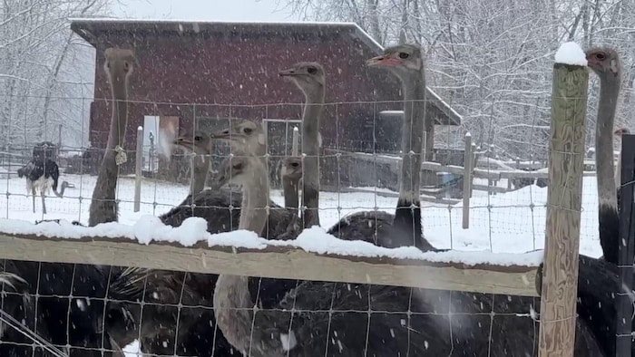 Un troupeau d'autruches dans la neige. 