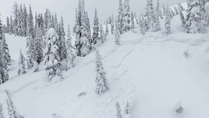 Les traces d'une avalanche à Matheson Creek.