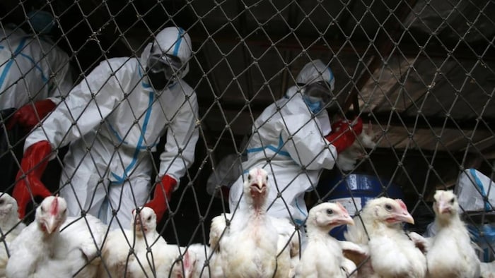 Chicken are being handled by people in hazmat suits.