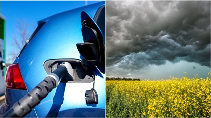 Un photomontage avec une voiture et un champ de canola.