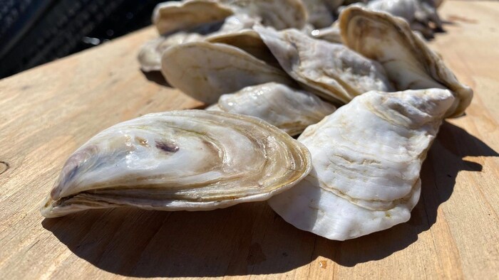 Des huîtres de la Ferme ostréicole Manowin, à Anticosti, en gros plan.