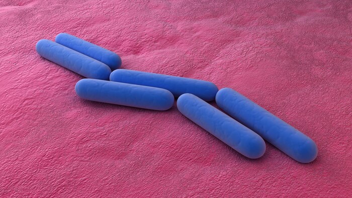 On voit des bactéries de type bacille, en gros plan.