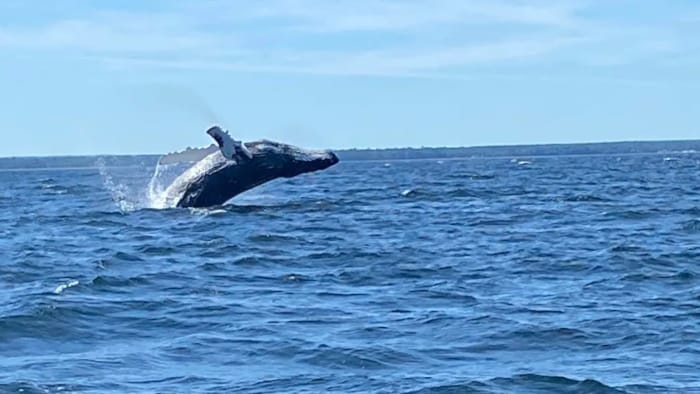 Une baleine à bosse bondit hors de l'eau en retombant sur le dos.