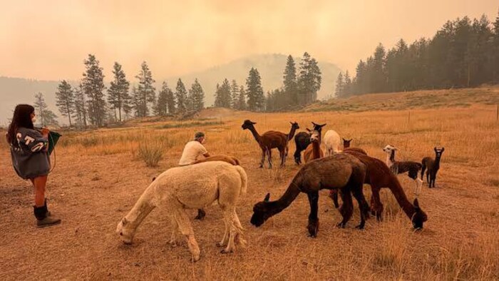 Une femme est debout à côté d'alpacas qui sont en train de brouter de l'herbe sèche.