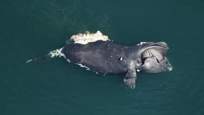 La carcasse d'une baleine noire de l'Atlantique Nord femelle.