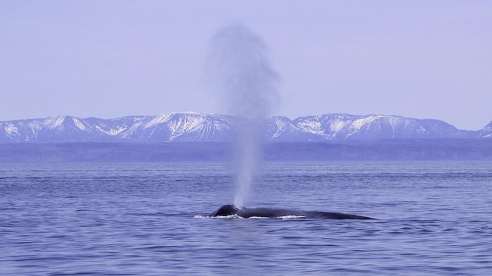 Une femelle baleine bleue a été aperçue au large de Pointe-des-Monts 