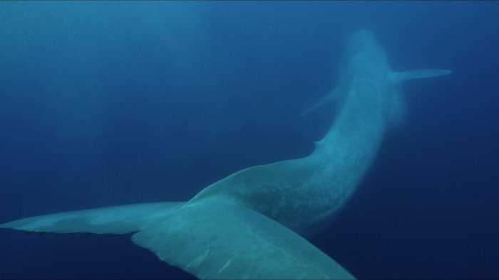 Une baleine bleue.