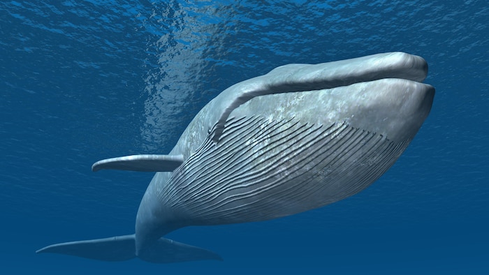 La ballena azul hace parte de las especies en peligro de extinción.
