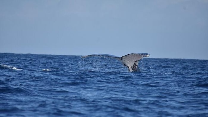 Une baleine à bosse parcourt trois océans à la recherche de partenaires ...