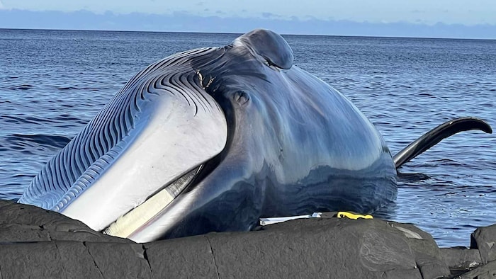 Un rorqual commun échoué sur le bord du fleuve.