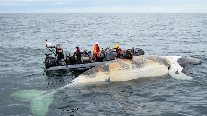 Une équipe met une balise sur une carcasse de baleine.
