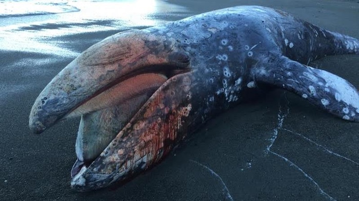 Une baleine grise échouée sur une plage.