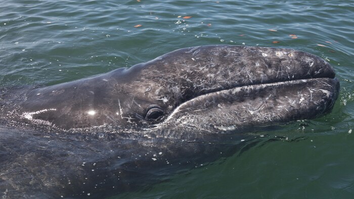 Des baleines grises du Pacifique rétrécissent à mesure que le climat se ...