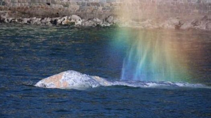 Une baleine grise dans l'eau.