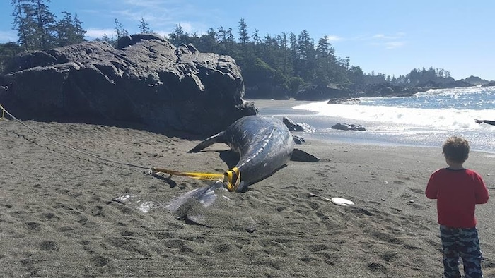 Une baleine échouée sur la plage d'Ucluelet.