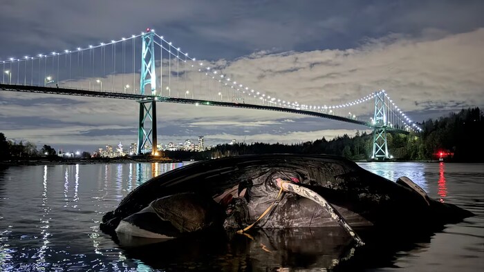 Une baleine morte sur le rivage avec un pont en arrière-plan.