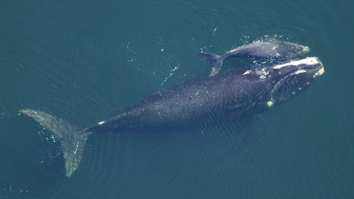 Une baleine noire de l'Atlantique Nord femelle et son baleineau dans l'océan Atlantique au large de la frontière entre la Floride et la Géorgie, en février 2009.