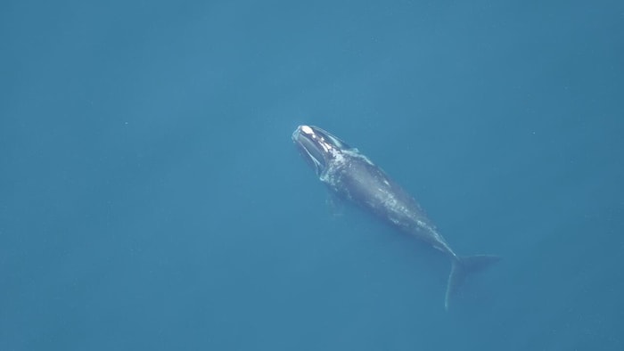 Une baleine noire de l'Atlantique Nord.