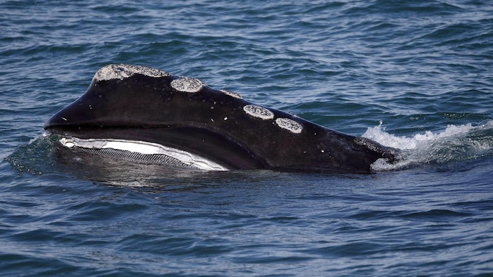 Une baleine noire de l'Atlantique Nord émerge des eaux de la baie du Cape Cod.