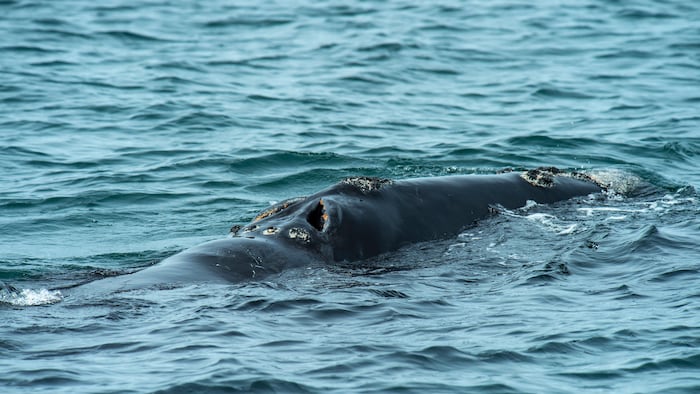 Une baleine noire au large des côtes du Massachusetts.