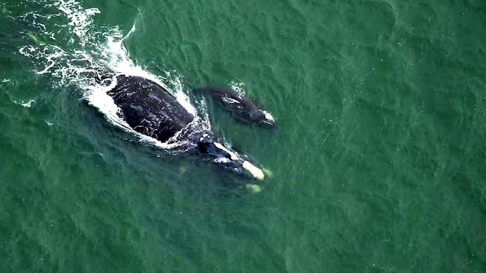 Les deux mammifères nagent à la surface de la mer.