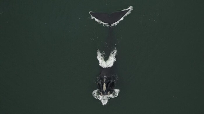 Une photo de la jeune baleine empêtrée, sans cordage, en février dernier.