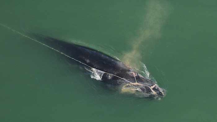 US Bill to Freeze North Atlantic Right Whale Protections Threatens Species’ Survival