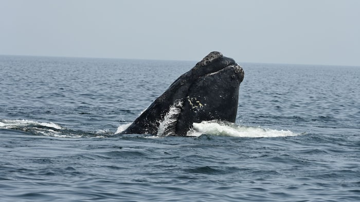 La tête de la baleine sort de l'eau.