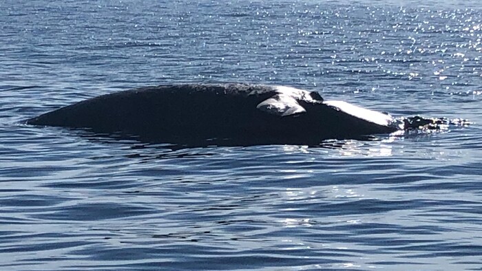 La baleine noire qui flotte à la surface de l'eau