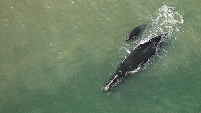 Une baleine et son veau nagent côte à côte.