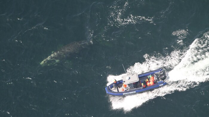 Le bateau des sauveteurs navigue près de la baleine