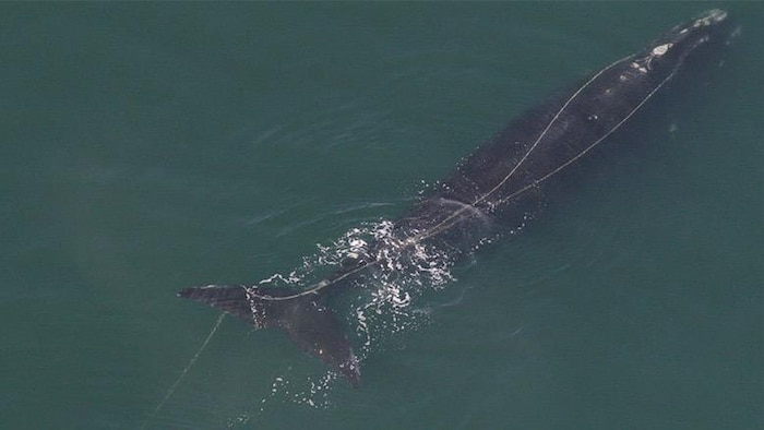 Una ballena enredada en cuerdas de pesca.