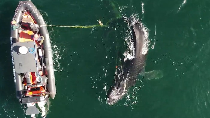 Un bateau tente de libérer une baleine à bosse prisonnière d'une corde. 