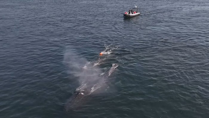 Une baleine et son baleineau suivis d'un bateau.