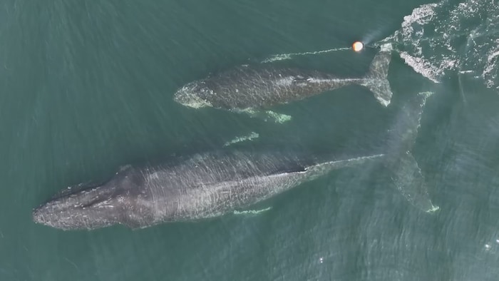 Une baleine et son baleineau.