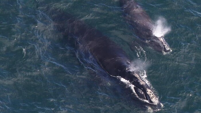 Une femelle baleine noire de l'Atlantique Nord, baptisée EgNo 4180, et son baleineau aperçus dans la baie de Cape Cod le 11 avril 2019.