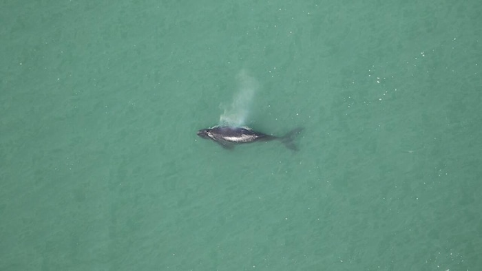 Le Petit D’une Baleine Noire De L’Atlantique Nord Est Retrouvé Mort ...