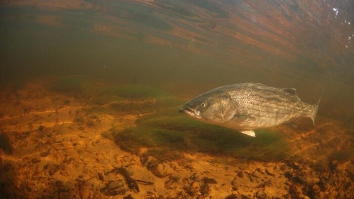 Un bar rayé dans une rivière