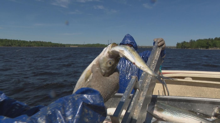 Un pêcheur tient un bar rayé dans sa main. Le bar rayé mange un gaspareau.